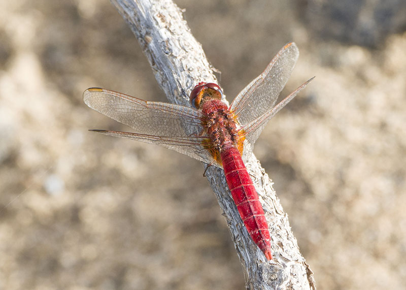 Crocothemis erythraea